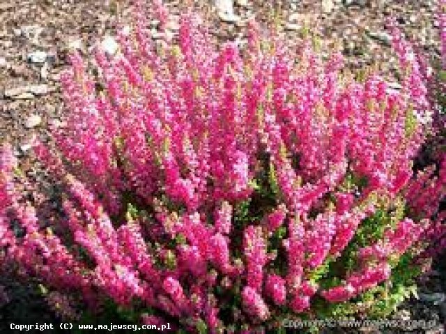 Calluna vulgaris 'Sabine' ® - wrzos pospolity odm. 'Sabine' ®