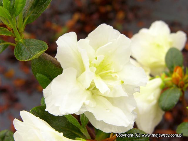 Rhododendron obtusum 'Schneeperle' ® - azalia japońska odm. 'Schneeperle' ®