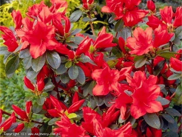 Rhododendron obtusum 'Signalgluhen'  - azalia japońska odm. 'Signalgluhen' 