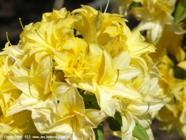 Rhododendron 'Sonnenkopfchen'  -  odm. 'Sonnenkopfchen' 