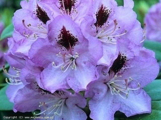 Rhododendron hybride 'Blue Jay'  -  odm. 'Blue Jay' 