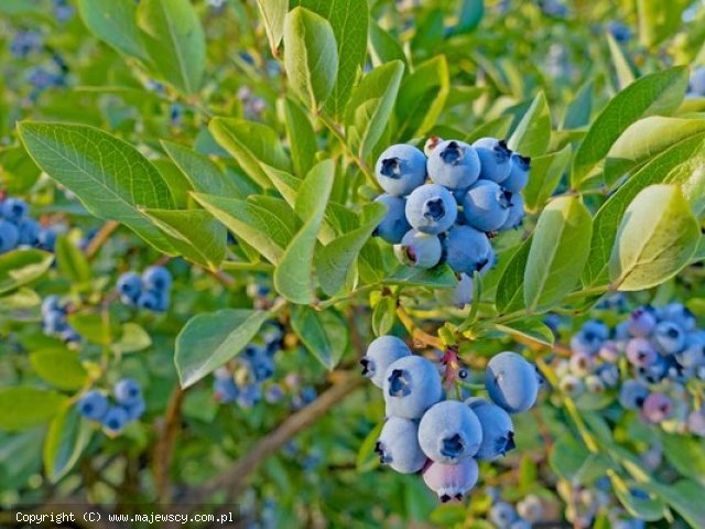 Vaccinium corymbosum 'Top Hat'  - голубика садовая odm. 'Top Hat' 