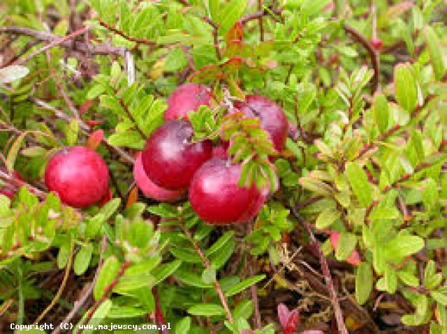 Vaccinium macrocarpon 'Pilgrim'  - żurawina wielkoowocowa odm. 'Pilgrim' 