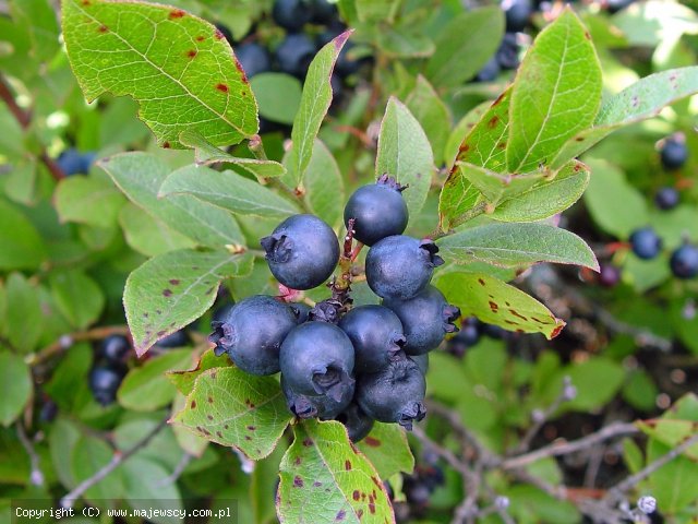 Vaccinium angustifolium 'vaccinium angustifolium'  - borówka niska odm. 'vaccinium angustifolium' 