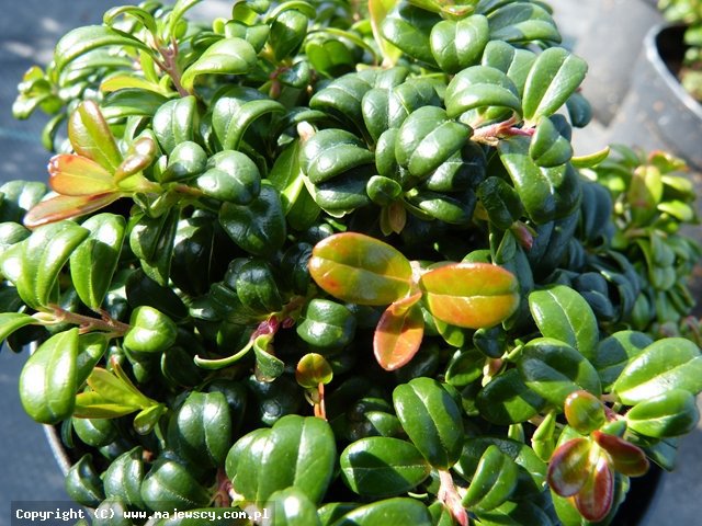 Vaccinium vitis-idaea 'forma karłowa'  - borówka brusznica odm. 'forma karłowa' 