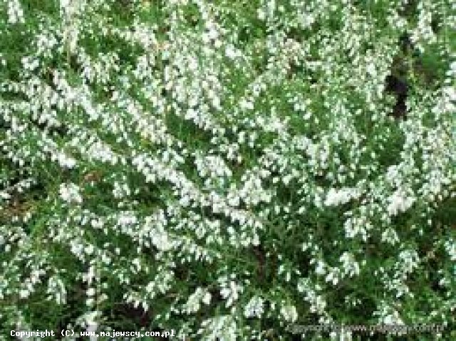 Calluna vulgaris 'Verenka' ® - wrzos pospolity odm. 'Verenka' ®