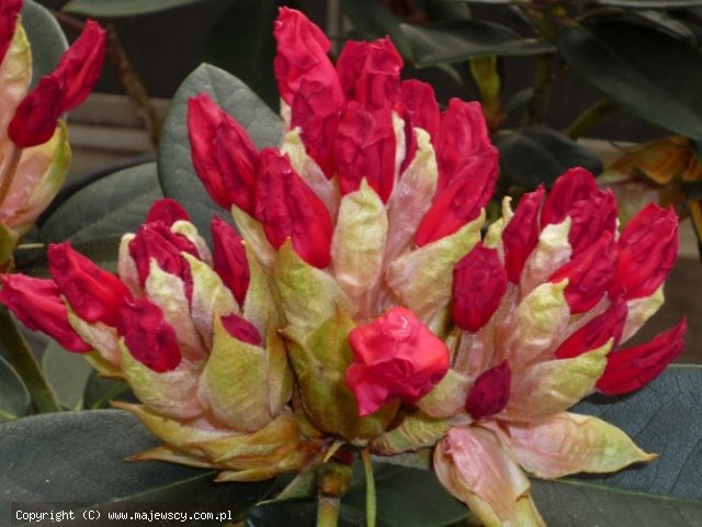 Rhododendron yakushimanum 'Vollblut'  -  odm. 'Vollblut' 