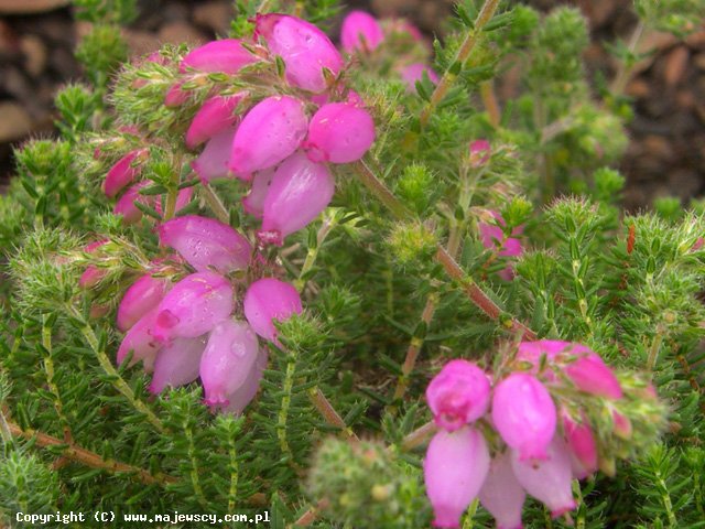 Erica x  watsonii 'Mary'  - wrzosiec watsona odm. 'Mary' 