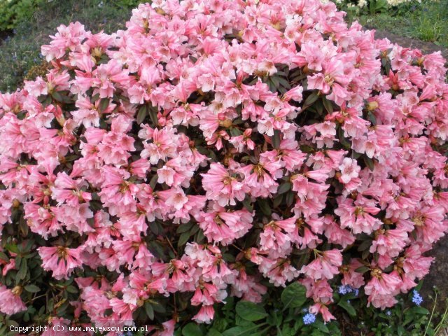 Rhododendron Keiskei 'Wee Bee'  - różanecznik odm. 'Wee Bee' 