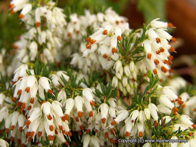 Erica carnea 'Weisse Perle'  - wrzosiec krwisty odm. 'Weisse Perle' 