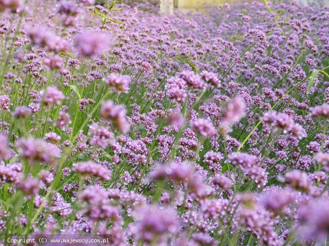 Verbena bonariensis 'gatunek'  - werbena patagońska odm. 'gatunek' 