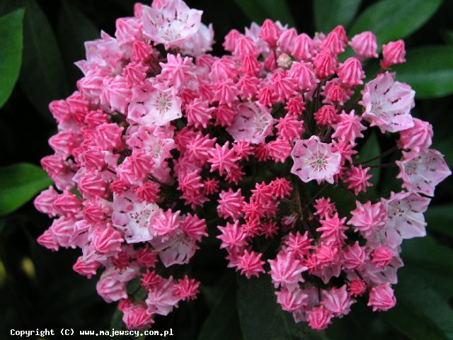 Kalmia latifolia 'You Can'  - kalmia szerokolistna odm. 'You Can' 